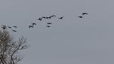 Flying Taiga Bean Geese