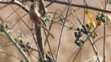 Foraging Long-tailed Rosefinch