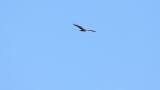 Eastern Marsh Harrier in flight