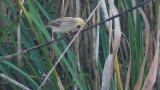 Common Reed Bunting Foraging on reeds