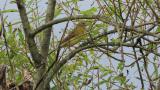 Perched Japanese Yellow Bunting