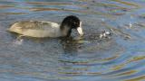 Eurasian Coot foraging on the water