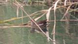 Juvenile Common Moorhen