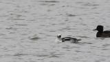 Smew