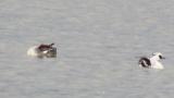Smews, preening
