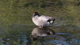 Falcated Duck, resting and preening