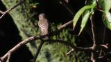 Grey-streaked Flycatcher on the ground