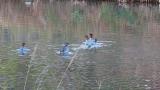Common Mergansers took flight