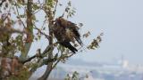 Black Kite, preening