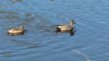 Gadwalls on the water