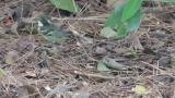 Yellow-bellied Tit searching for food on the ground