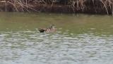 Baikal Teal on the water