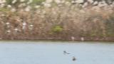 Baikal Teals in flight and landing on water