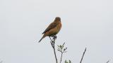 Stejneger's stonechat perched on a bare twig