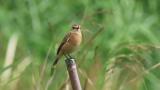 Stejneger's stonechat perched on a pole