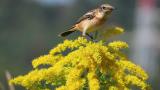 Stejneger's stonechat caught a flying insect