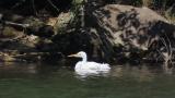 Bathing of a Great Egret