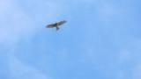Soaring Grey-faced Buzzard on migration