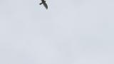 Soaring Grey-faced Buzzard on migration