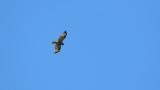 Eastern Buzzard in flight