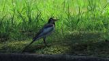 Subsong of a Japanese (Kamchatka) Pied Wagtail