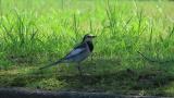Subsong of a Japanese (Kamchatka) Pied Wagtail