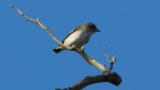 Perched Grey-streaked Flycatcher