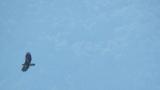 Soaring Golden Eagle