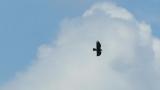 Soaring Golden Eagles and pair flight