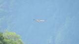Golden Eagle soaring and landing