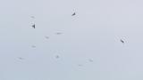 Kettle of Grey-faced Buzzards