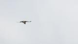 Eastern Buzzard on migration