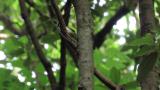 Female Narcissus Flycatcher bringing a caterpillar