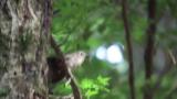 Female Narcissus Flycatcher bringing a caterpillar and calling