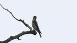 Perched Grey-streaked Flycatcher