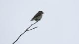 Perched Grey-streaked Flycatcher