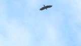 Crested Honey Buzzard on migration