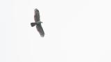Crested Honey Buzzard on migration