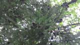 Japanese squirrel moving on branches
