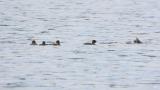 Fledglings of Little Grebe on water