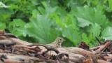 Foraging Meadow Pipit