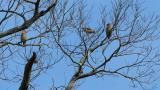 Foraging Japanese Waxwings