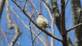 Perched Japanese Waxwing