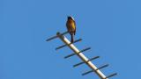 Singing Daurian Redstart