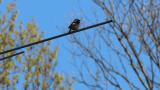 Singing Daurian Redstart