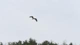 Western Osprey, flight and hovering