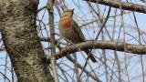 Perched Naumann's Thrush
