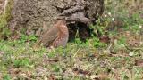 Naumann's Thrush on the ground