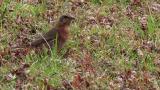 Naumann's Thrush walking on the ground