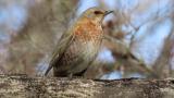 Perched Naumann's Thrush